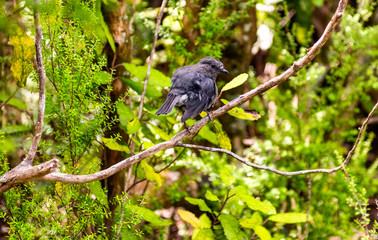 grey, little bird sitting on a branch