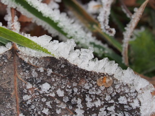 Transparent ice crystals on blades of grass and fallen leaves.
