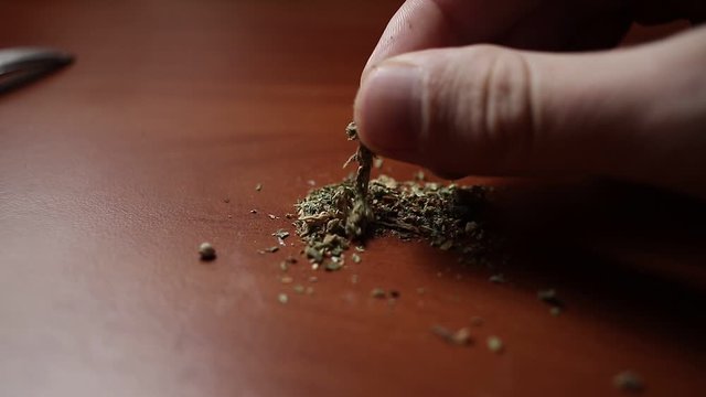 marijuana on the table, preparing to twist the jamb
