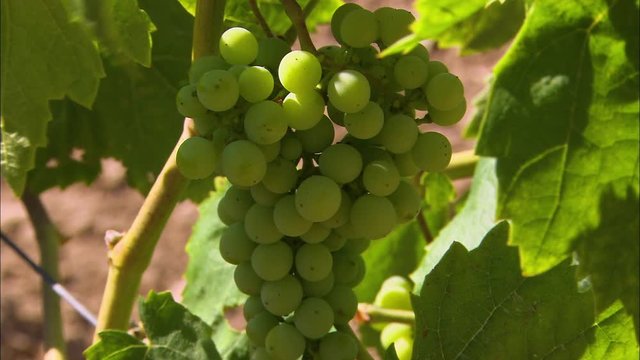 Close-up low-angle still shot of fresh wine grapes at a Spanish vineyard, Codorniu Winery, Penedes Region, Spain 