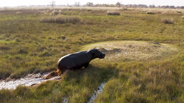 Aerial view of a hippopotamus running in the swamps of the Okavango Delta, Botswana
