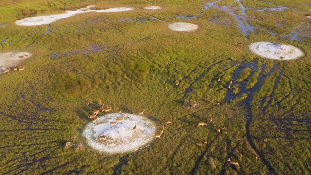 Aerial panning view of a herd of Lechwe antelope in the swamps of the Okavango Delta,Botswana