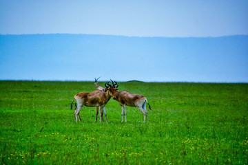 Naklejka na ściany i meble gazelle in the serengeti