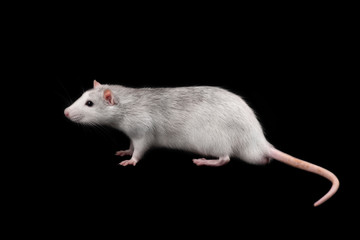 Rat full length isolated on dark background.
