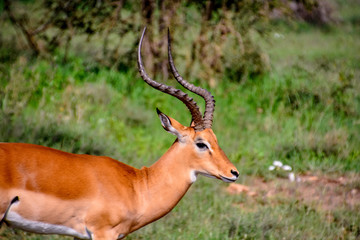 gazelle in the serengeti
