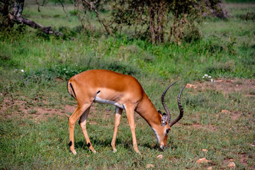 gazelle in the serengeti