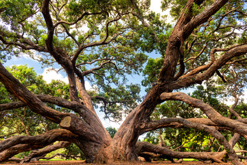 Pohutukawa tree in dove-Myer Robinson Park, Auckland, New Zealand