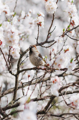 bird on branch