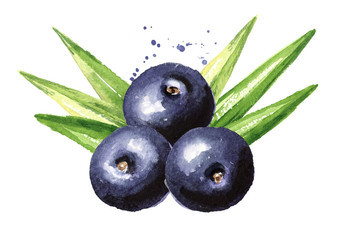 Fresh acai berries with green leaves, Watercolor hand drawn illustration, isolated on white background