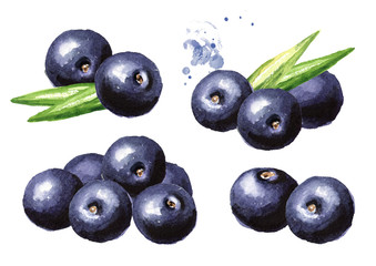 Fresh acai berries with green leaves set. Watercolor hand drawn illustration isolated on white background