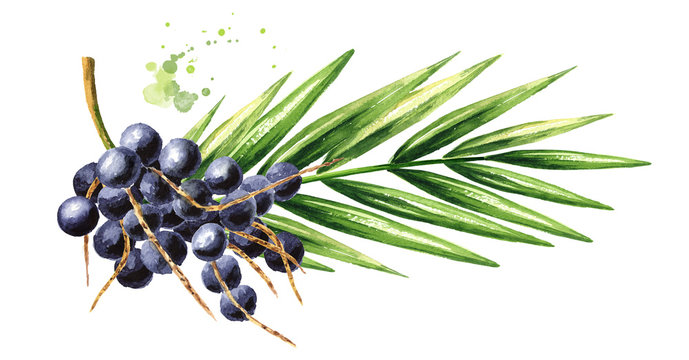 Fresh acai berries on the branch with green leaves. Watercolor hand drawn illustration isolated on white background