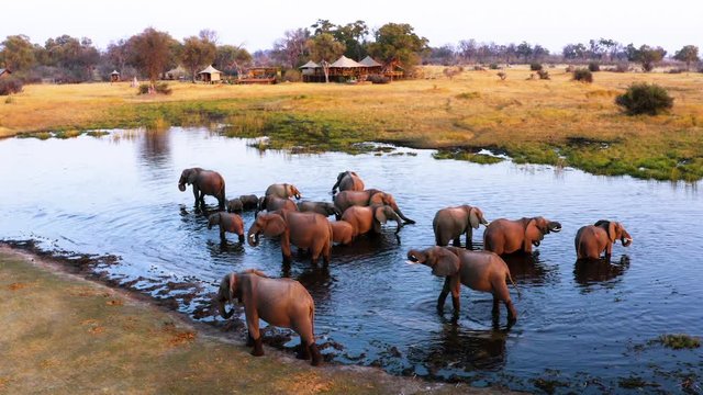 Aerial close-up view of a breeding herd of elephants drinking at a waterhole in front of Tuludi Safari Camp, Okavango Delta, Botswana