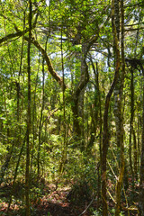 Fototapeta na wymiar Brazilian forest in the sun, Serra Park, Canela, Brazil