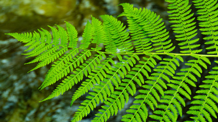 green fern leaves on a sunny summer day