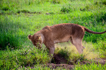 Obraz premium lion looking for prey