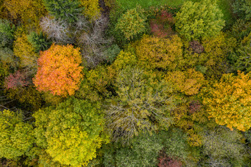 Forest in autumn colors. Red, yellow, orange, green colored deciduous trees in fall. Harim&auml;gi, Estonia, Europe