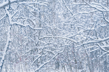 The tree branches covered with fluffy snow in the winter forest. Beautiful ornament.