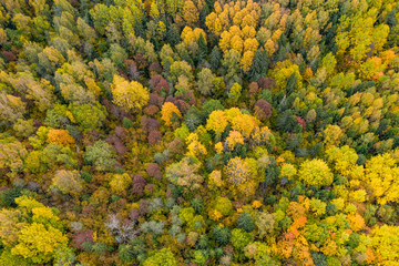 Forest in autumn colors. Red, yellow, orange, green colored deciduous trees in fall. Harimägi, Estonia, Europe