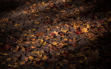 autumn leaves background