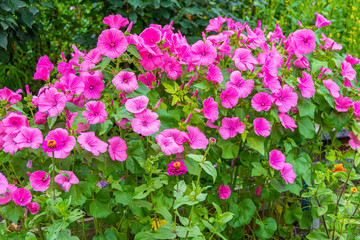 pink petunias on flower bed in garden on sunny summer day