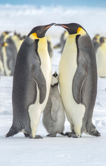 Obraz premium An Emperor Penguin Chick squidged between its parents