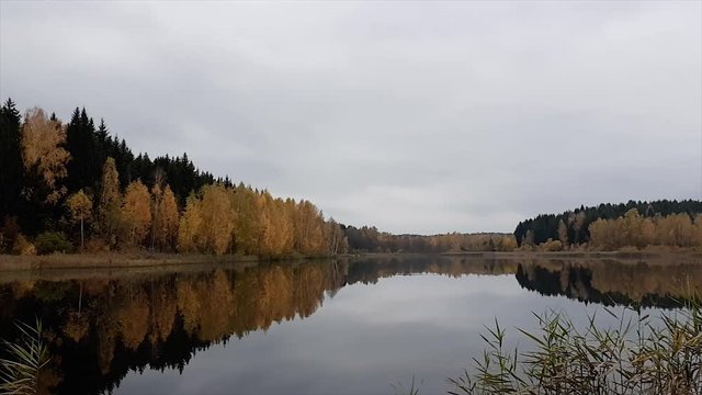 Autumn forest by the lake. Autumn foliage falls from the trees under the onslaught of the wind. Atmospheric video. Swans swim to the shore. Autumn idyll. Calming silence and calm.
