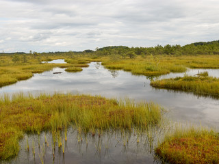 Fototapeta premium bog landscape with small bog pines, grass, moss and dark bog lake