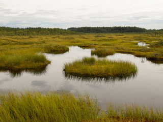 bog landscape with small bog pines, grass, moss and dark bog lake
