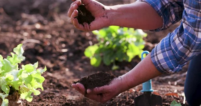 Close-up cropped view of farmers hands checking the quality of soil before planting vegetables