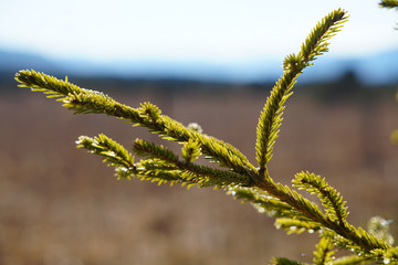 Junge Tanne vor Moorlandschaft