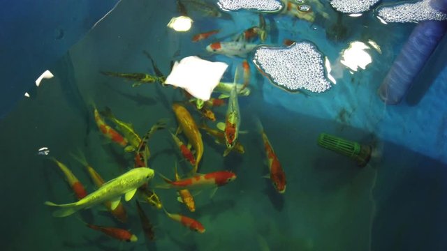 Koi im H&auml;lterungsbecken