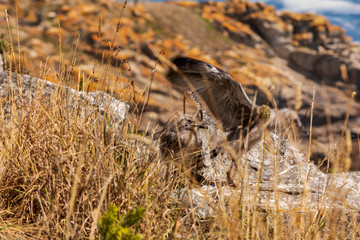 young European herring gull on a rock trying to fly