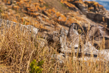 young European herring gull on a rock trying to fly