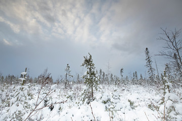 Lone Tree