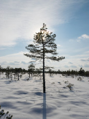 winter landscape with pine against light