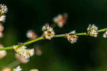 flor