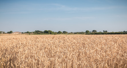 Naklejka premium wheat field matured just before the harvest