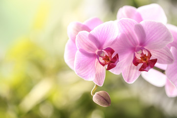 Naklejka na ściany i meble Branch of beautiful pink Phalaenopsis orchid on blurred background, closeup