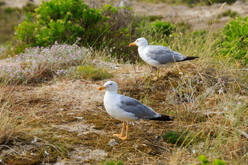 pair of seagulls 