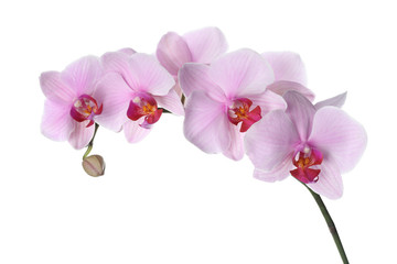 Obraz na płótnie Canvas Branch of beautiful pink Phalaenopsis orchid isolated on white