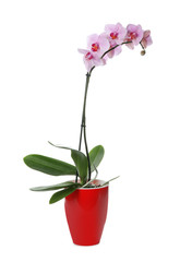 Beautiful potted Phalaenopsis orchid isolated on white