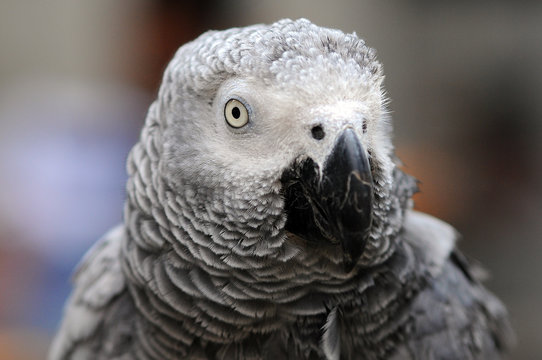 Portrait of an African Grey Parrot, Indonesia