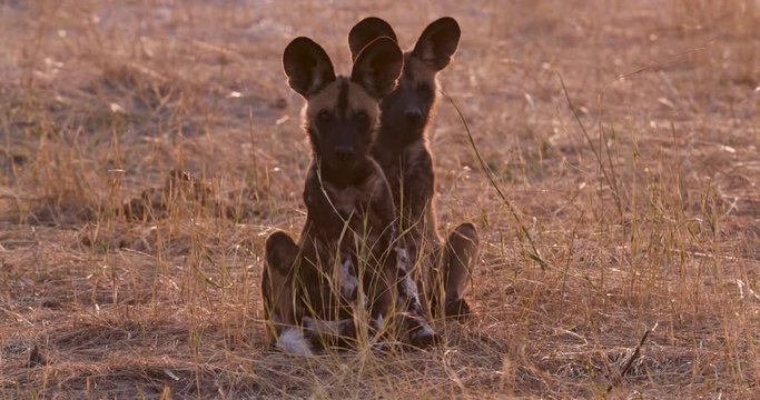 Close-up front view of two African wild dog pups sitting on the ground and looking around in the Okavango Delta, Botswana