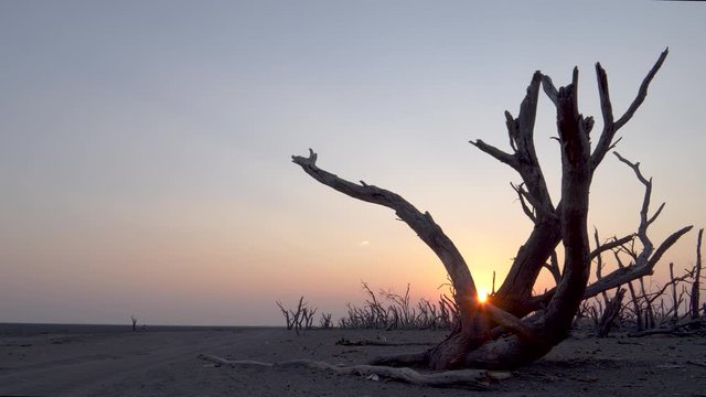 Climate change.Panning view of dead trees at sunset along the banks of a dried up lake due to drought and climagte change.Okavango Delta, Botswana
