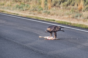 Wild golden eagle eating a hare on the road side, Capitol Reef National Park, south-central Utah, USA