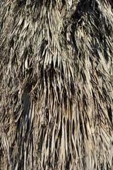 Fototapeta premium texture of bark of a tree