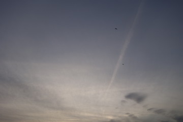 Uccelli al tramonto