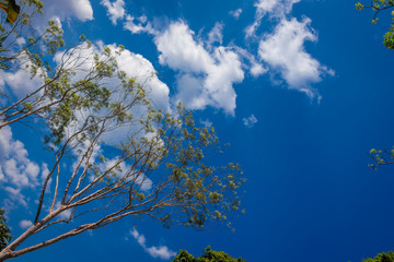 Tree with beautiful blue sky (view up)