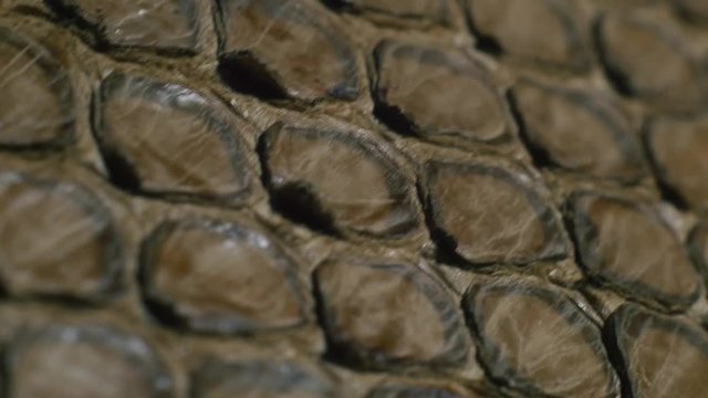 The skin of a brown snake is extremely close-up. The snake crawls forward. Scales and texture of snakeskin.