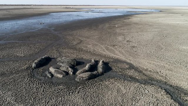 Climate change.Aerial fly over view of fisherman catching catfish in the drying up Lake Ngami due to drought and climate change.Hippopotamus in foreground huddle in last remaining mud,Okavango Delta, Botswana
